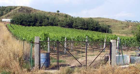 Weinberg vor den Auslaeufern der Anhoehe Goriani, ca. 350 m ausserhalb von Draviskos