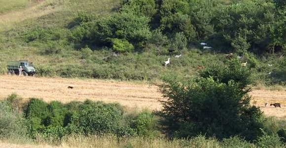 Ziegen am Hang der Anhoehe "Balabana" bei Draviskos